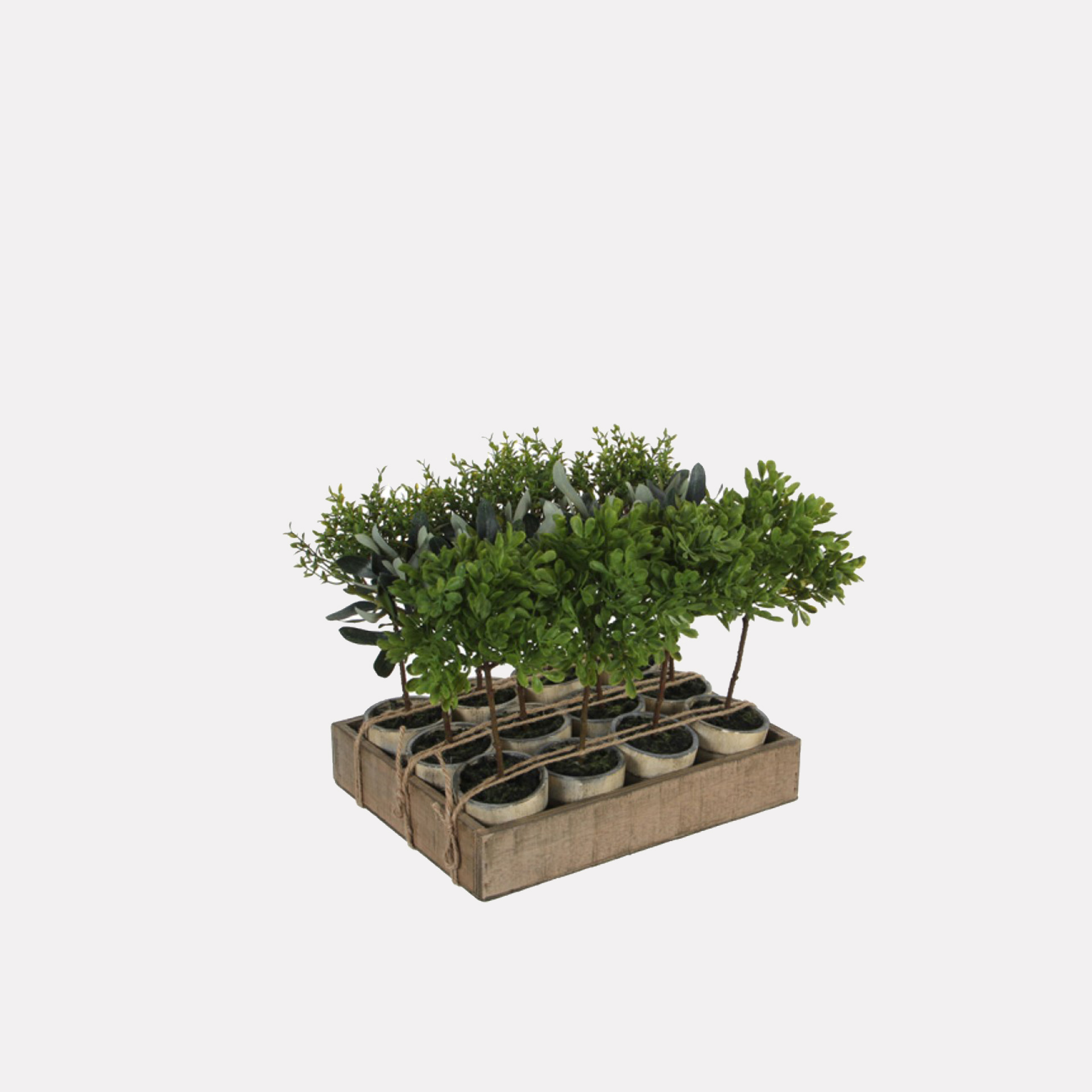 <small>Árbol</small> <br><b>Bola de Té</b>