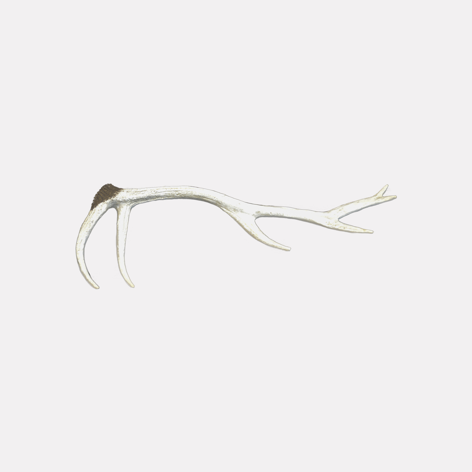 <small>Asta</small> <br><b>Everitt Blanca</b>