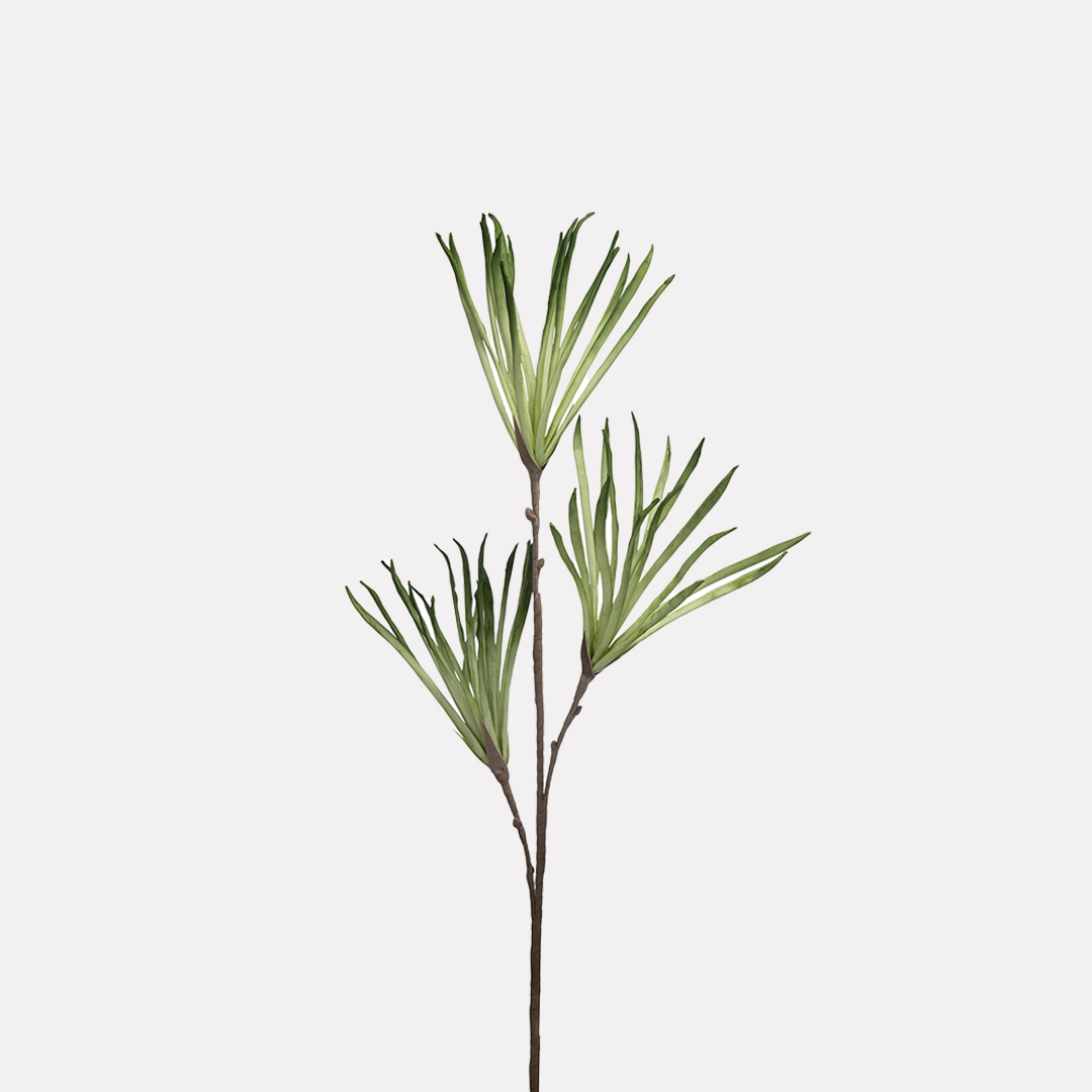 Rama Dracaena