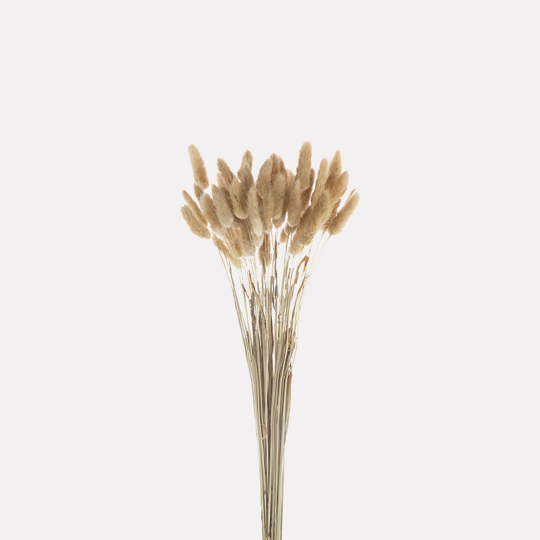 Rama Pennisetum