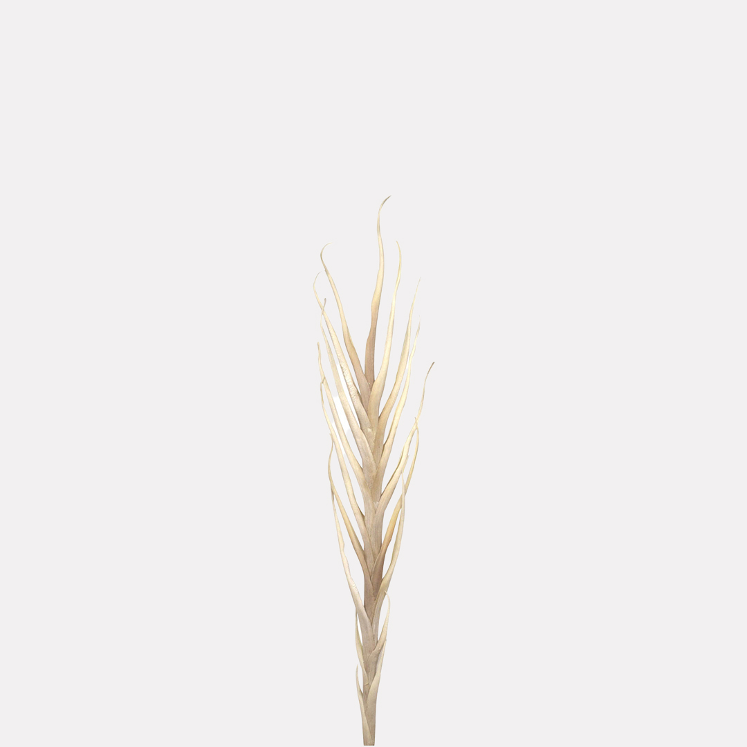 Rama Tillandsia